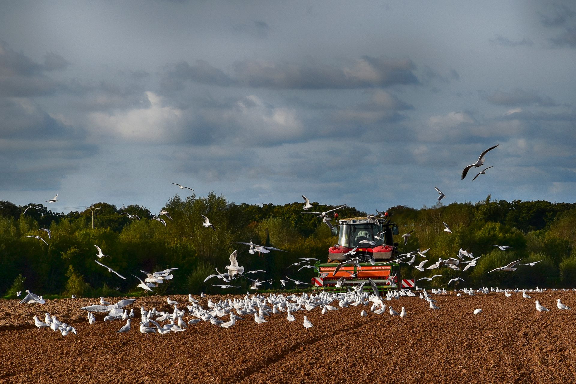 Mouettes au labour